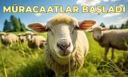 Uşak’ta Küçükbaş ve Buzağı Desteklemeleri Başladı