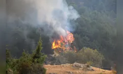 Muğla'da ormanlık ve zeytinlik alanda yangın çıktı