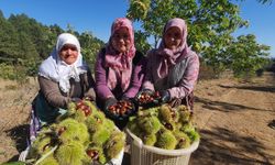 Demirci'de kestane hasadına başlandı