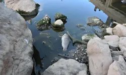 Uşak’tan da Geçen Gediz Nehri Öldürmeye Devam Ediyor