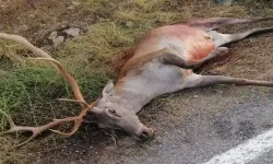 Manisa'da otomobilin çarptığı geyik telef oldu