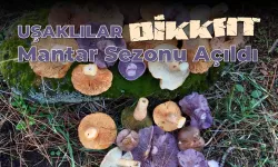 Uşaklılar Dikkat! Mantar Sezonu Açıldı