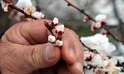 Afyon, Uşak ve Denizli’de Zirai Don Uyarısı