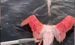 İzmir'de balıkçılar, misinaya dolanan flamingoyu kurtardı