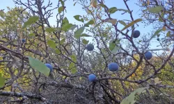 Uşak’ın Şifa Kaynağı “Gövem Eriği”