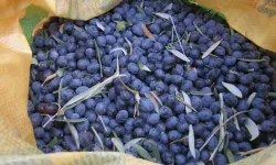 Sofralık zeytin ihracatında rekor kırıldı
