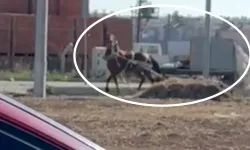 Uşak'ta Sahipsiz At Trafiği Tehlikeye Soktu