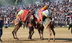 Germencik Deve Güreşi Festivali yağış nedeniyle iptal edildi