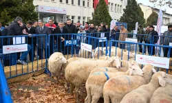 Üreticilere Koyun ve Güneş Enerjisi Sistemi Desteği