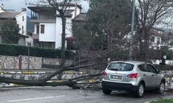 Denizli'de fırtınanın devirdiği ağaçlar 2 araca zarar verdi