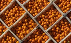Türkiye'nin 10 aylık mandalina ihracatı 375 milyon dolara yükseldi