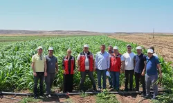 Uşak’ta Hayvancılığa Destek: %75 Hibeli Yem Bitkisi Tohumu