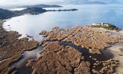 Muğla ve çevresindeki yağış bereketi Bafa Gölü'ne nefes aldırdı