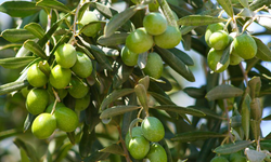 Kaleli zeytin üreticileri kooperatif kuracak