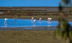 Uşak’tan Geçen Gediz Nehri Yok Oluyor! Kuraklık ve Kirlilik Alarmı