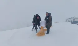 Muğla'da yaban hayvanları için doğaya yem bırakıldı