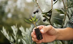 Uşak’ta Çiftçilere %50 Destekli Zeytin Fidanı Dağıtılacak