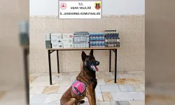 Dedektör Köpek "DARI'DAN" Kaçakçılara Darbe