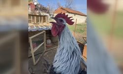 Denizli'de öterken bayılan horozun videosu sosyal medyada ilgi gördü