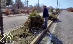 Başkan Karakaya Eldivenleri Giydi, Karahallı'da Ağaçları Budadı!