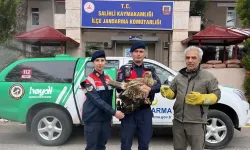 Salihli'de jandarmanın bulduğu yaralı kızıl şahin tedaviye alındı