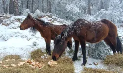 Spil Dağı'nda yaban hayvanları için doğaya yem bırakıldı