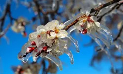 Meteorolojiden İzmir için zirai don uyarısı