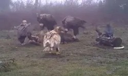 Afyonkarahisar'da kaya kartalı, akbaba ve kuzgun fotokapanla görüntülendi