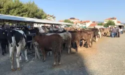 Banaz’da Şap Alarmı! Hayvan Pazarı Süresiz Kapatıldı