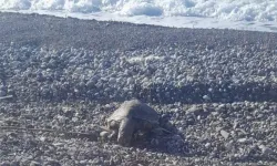 Datça'da sahilde ölü caretta caretta bulundu