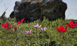 Lidya soylularının defnedildiği Bintepeler, açan çiçeklerle renklendi