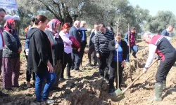 Ödemiş'te ipek böceği yetiştiriciliği için dut fidanı dikildi