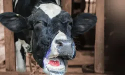 Denizli'nin bazı mahallelerinde şap karantinası başlatıldı