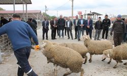 Çay'da üreticilere koyun dağıtımı yapıldı