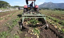 Datça'da turfanda patates hasadı yapılıyor