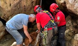 Fethiye’de dere yatağındaki sarp arazide mahsur kalan köpek ekiplerce kurtarıldı