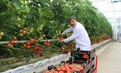 Manisa'da jeotermal serada üretilen 500 ton domates ihraç edildi