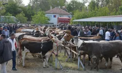 Banaz'da Hayvan Pazarı Yeniden Açıldı