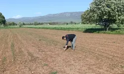 Uşak Sivaslı’da Karabuğday Tarlaları Yeşerdi! İşte O Proje