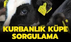 Uşak’ta Kurbanlık Alacaklar Dikkat! Bu Uygulama Olmadan Satın Almayın