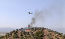 Aydın'da zeytinlik alanda çıkan yangın kontrol altına alındı