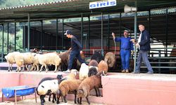 Kurbanlık seçiminde "küpe ve belge" uyarısı