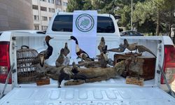 Afyonkarahisar'da 14 hayvan tahniti ele geçirildi