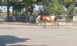 Salihli'de mezbahadan kaçan inek güçlükle yakalandı