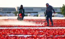Türkiye, yılın ilk yarısında kurutulmuş domatesten 95 milyon dolar kazandı