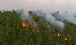 Manisa Soma'da orman yangını çıktı