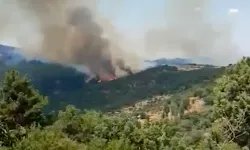 Aydın'ın Söke ilçesindeki orman yangını kontrol altına alındı