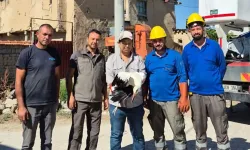 Afyonkarahisar'da ayağına ip dolanan leylek yaralandı