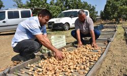 Aydın'da sezonun ilk kuru incirinin kilogramı 400 liradan satıldı