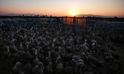 İzmir Kuş Cenneti'nde 650 yavru flamingo halkalandı